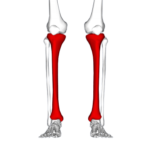 Shin Splints (Wikimedia Commons)